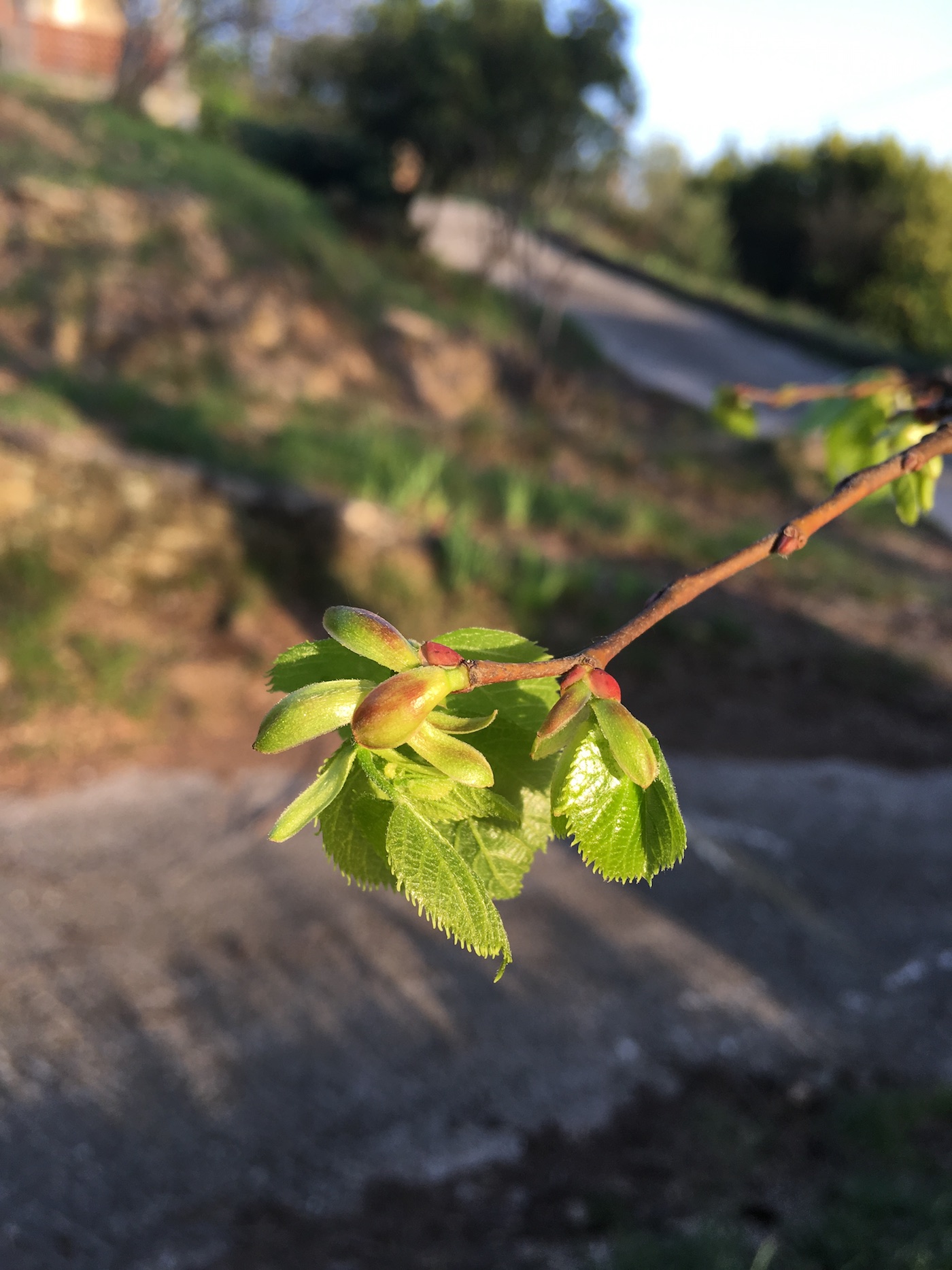 Au printemps, mangez des feuilles de tilleul !