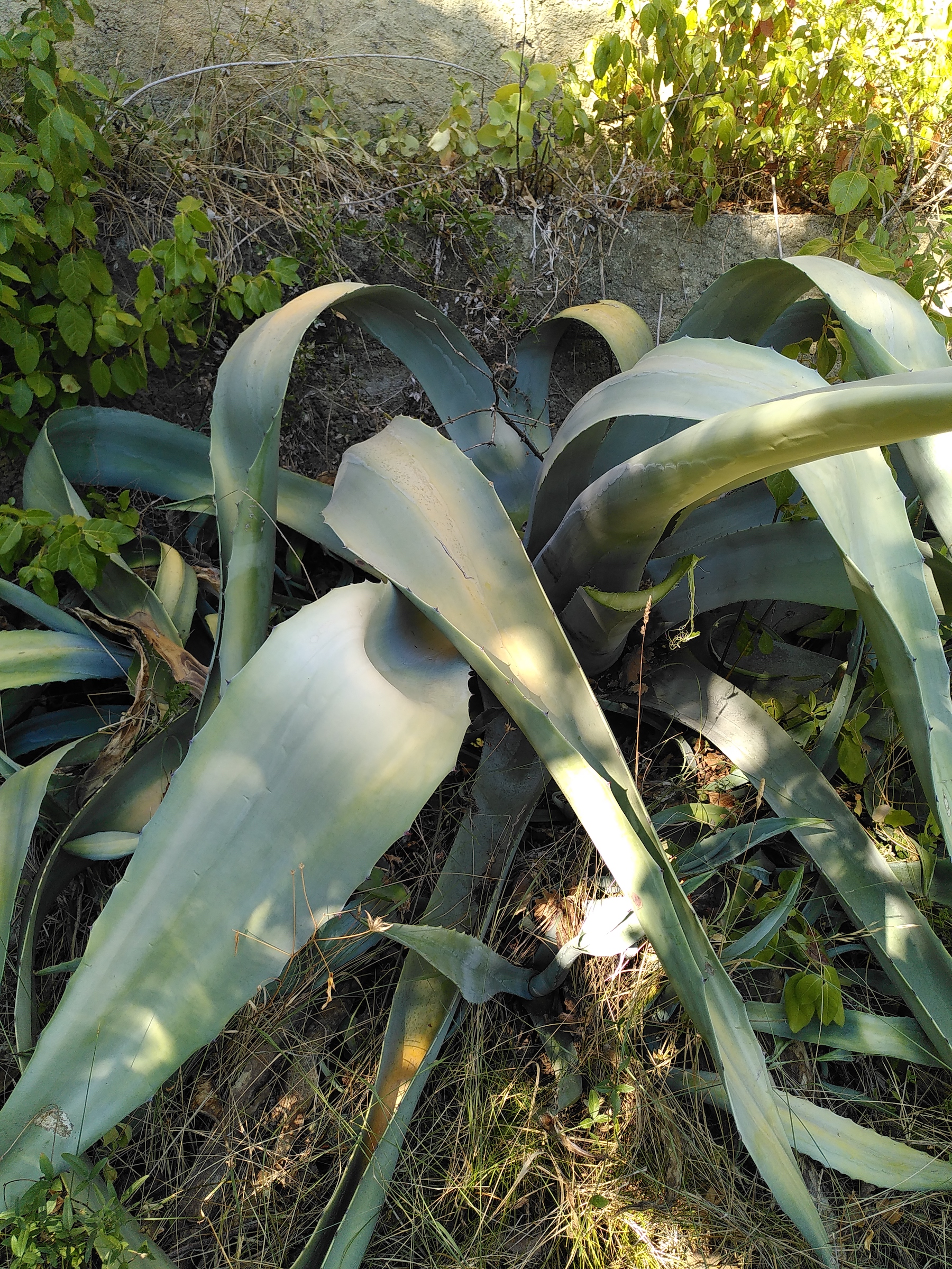 Agave Commune